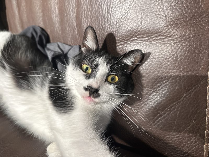 cat